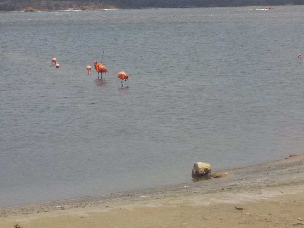 Flamingos
